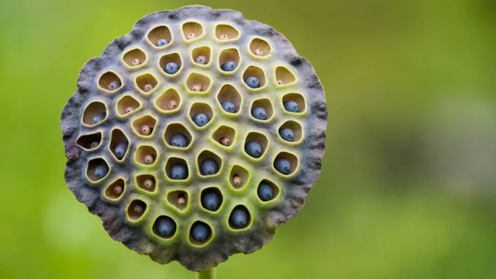 What Is Trypophobia (And Is It Real)?