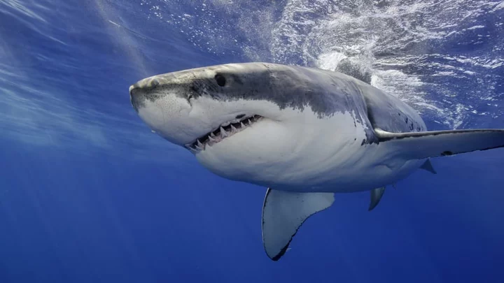 31 Fascinating Facts About Sharks