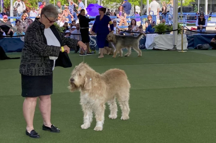 For these hounds and humans, dog show a couples' competition