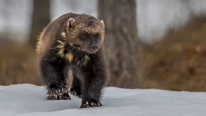 11 Fierce Facts About Wolverines
