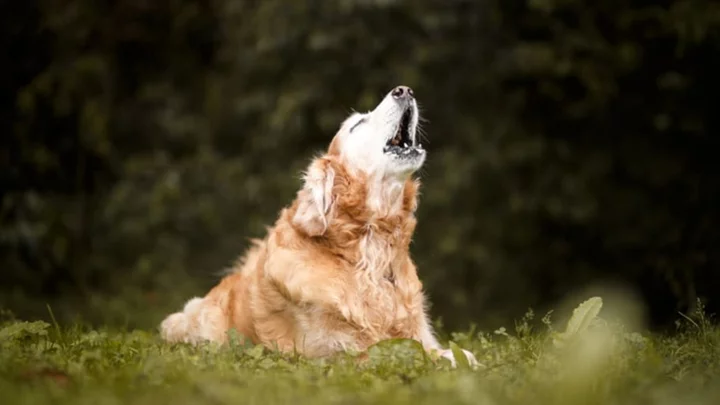 Why Do Dogs Howl at Sirens?