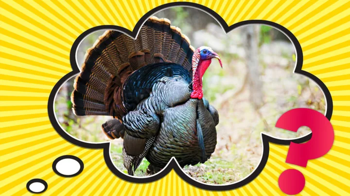 What Does the Phrase ‘Talk Turkey’ Mean—And Where Did it Come From?