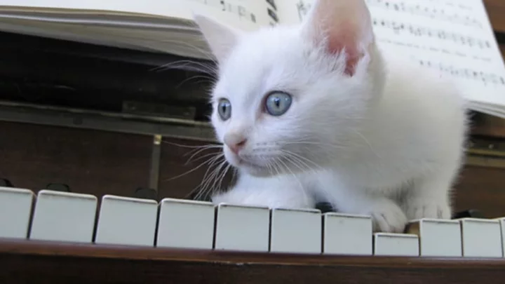 Are White Cats More Likely to Be Deaf?