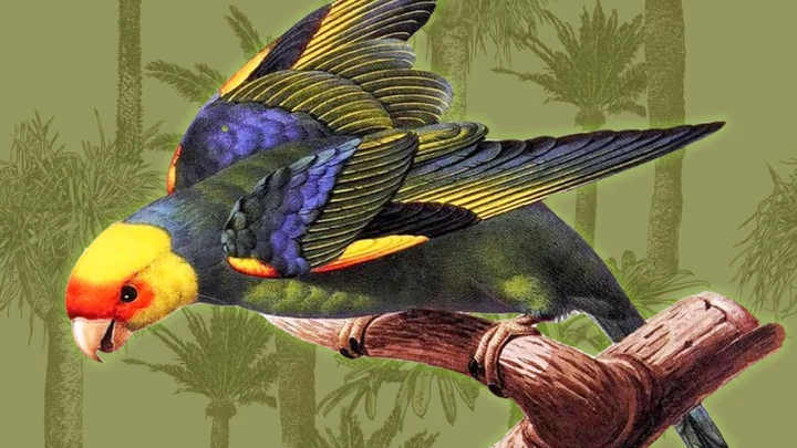 The Curious Extinction of the Carolina Parakeet: An Avian Cold Case