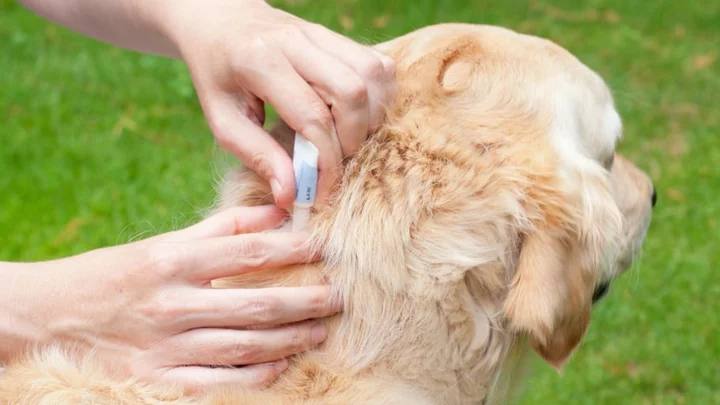 6 Tips to Help Keep Your Pet Tick-Free