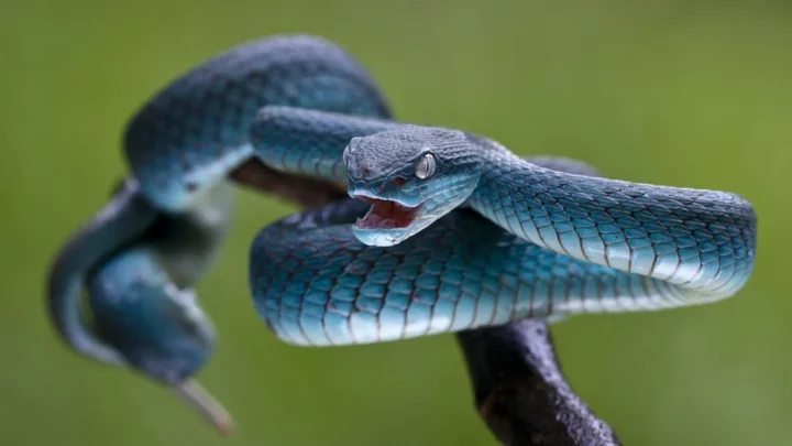Can You Actually Suck the Poison Out of a Snakebite?