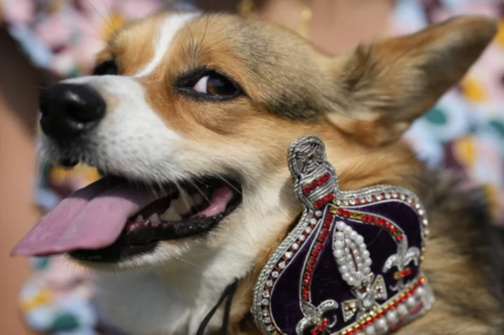 Corgis parade outside Buckingham Palace to remember Queen Elizabeth II a year since her death