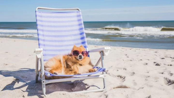 Yes, Dogs Can Get Sunburned—Here's How to Protect Them