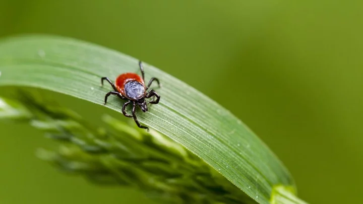 11 Myths About Ticks, Debunked