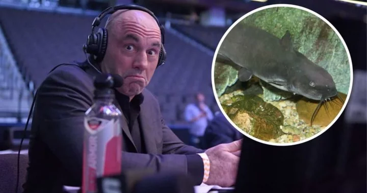 Internet joins Joe Rogan in squirming over bizarre gender-changing catfish research: 'It’s getting weird out there'